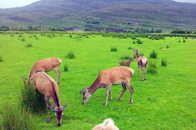 2 Days on the Loch Ness Canal of Caledonia and the Highlands - Practical tips for enjoying a tight itinerary like this