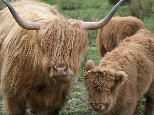 Best of Scotland in a Day Very Small Group Tour from Edinburgh - Stop 2: Blair Castle & Gardens (Plan for Castle Entrance Fees)