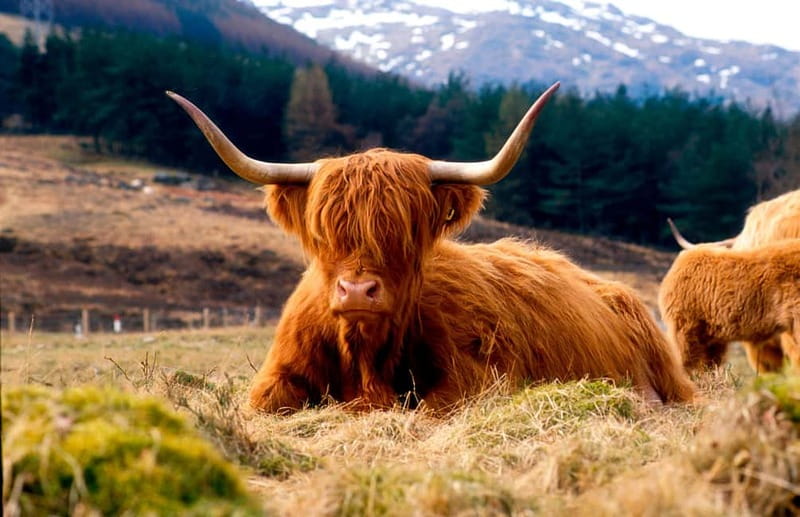 Edinburgh: Balmoral Castle and Scone Palace Royal Tour - Key things to know before you go