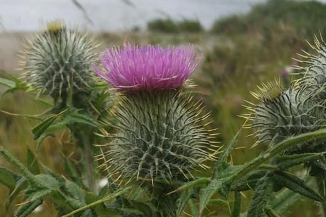 Edinburgh City Centre and St Andrews Private Driving Day Tour - Key things I’d prioritize on this tour