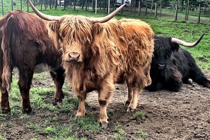 Edinburgh City Centre Private and Personal Full Day Driving Tour - The Original Edinburgh village: a quick start with context