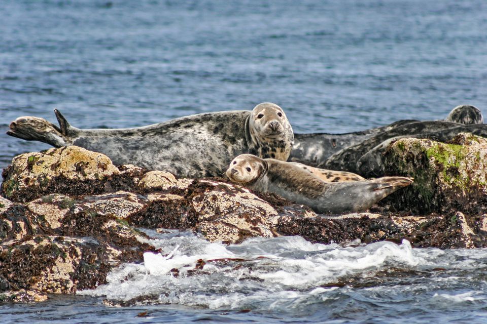 Edinburgh: 'Firth of Forth' Three Bridges Sightseeing Cruise - Firth of Forth wildlife viewing: when the boat slows down