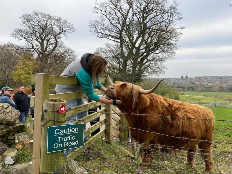 Edinburgh: Highland Cow, Blackness Castle, and Cake Tour - Key points before you go