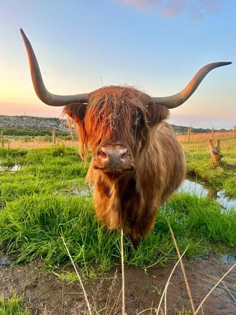 Edinburgh: Highland Cow, Blackness Castle, and Cake Tour - The five-hour rhythm: how this half-day tour flows from Edinburgh