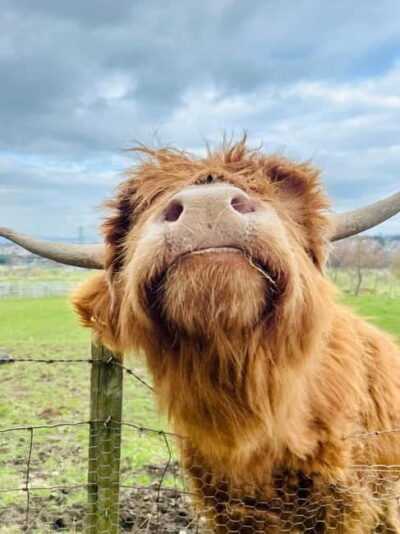 Edinburgh: Highland Cow, Blackness Castle, and Cake Tour - Blackness Castle on the Firth of Forth: the big views and the cinematic factor