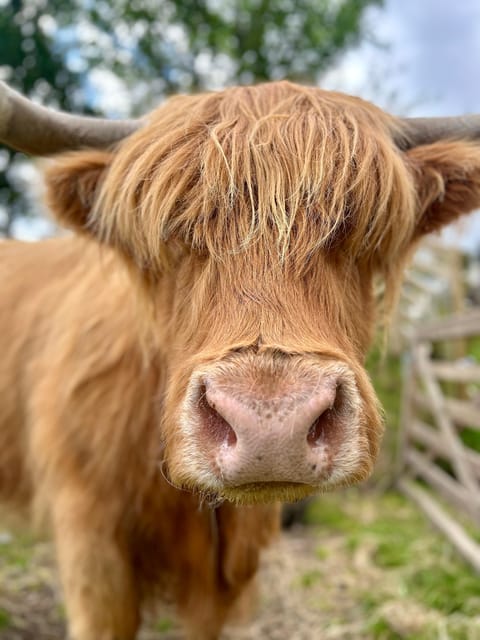 Edinburgh: Highland Cow, Blackness Castle, and Cake Tour - Who should book this Highland Cow, Castle, and Cake tour