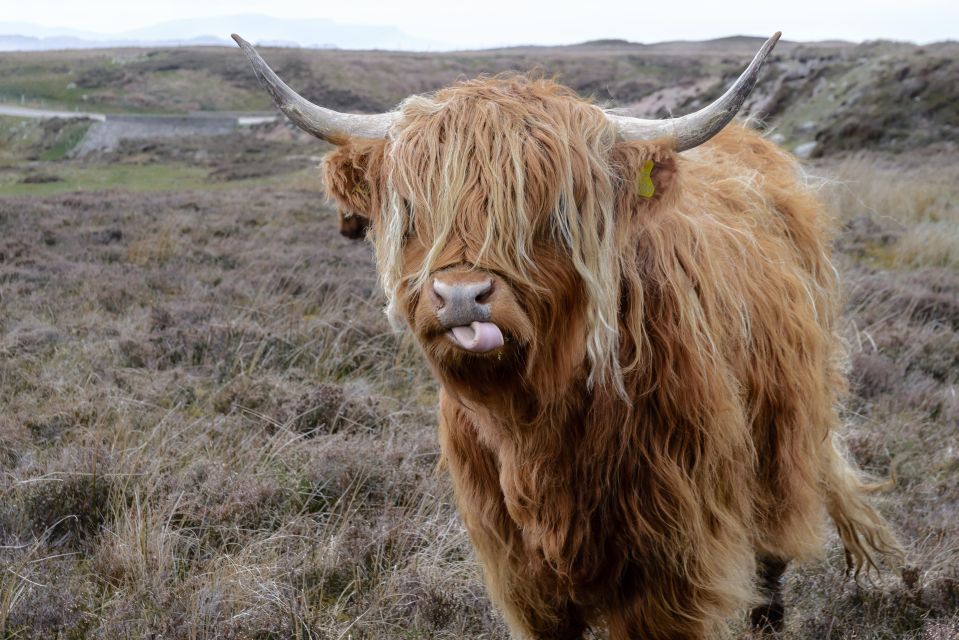 Edinburgh: Hill & Nature Hike With a Local - Key highlights worth knowing before you go