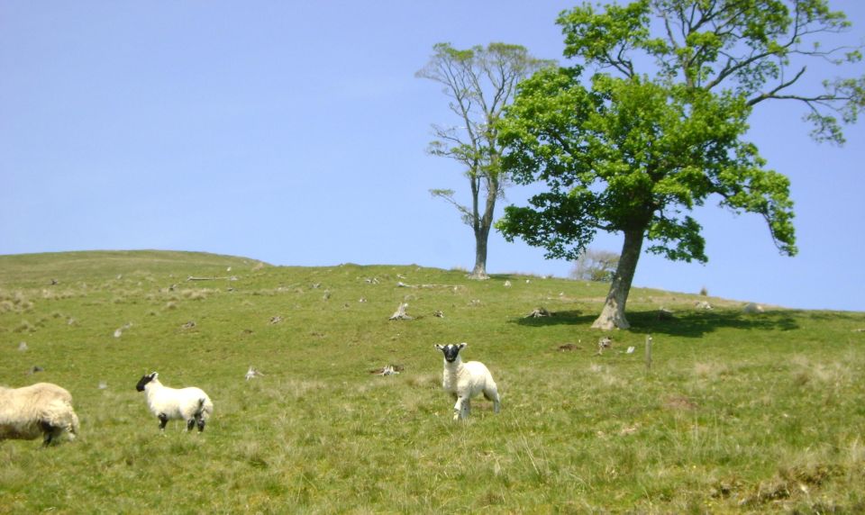 Edinburgh: Hill & Nature Hike With a Local - What you’ll spot: wildlife, lochs, and the small signs of a living hill