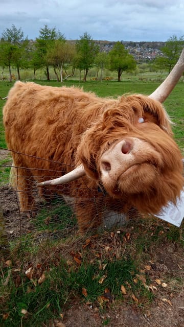 Edinburgh: Hill & Nature Hike With a Local - Flora, fauna, geology, and Celtic history—how the guide connects the dots