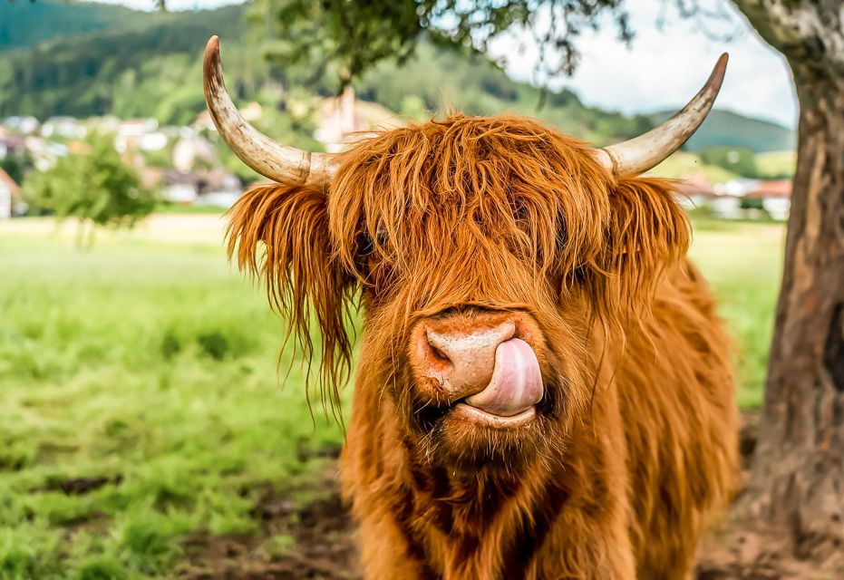 Edinburgh: Loch Ness, Glencoe & the Scottish Highlands Tour - Quick take: what makes this Highlands day trip work