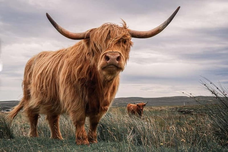Edinburgh: Loch Ness, Inverness & Highlands Tour in Spanish - A long Highlands day from Edinburgh, in Spanish