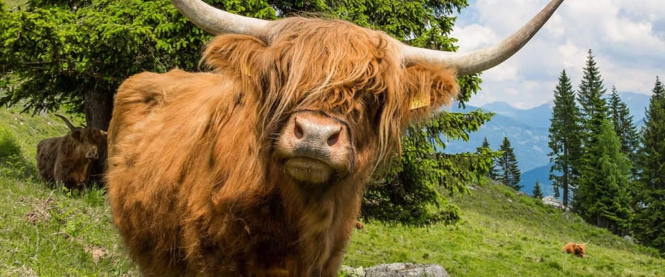 Edinburgh: Loch Ness, Scenic Walk, Glencoe & Whisky Day Tour - Loch Ness: cruise optional, time is real