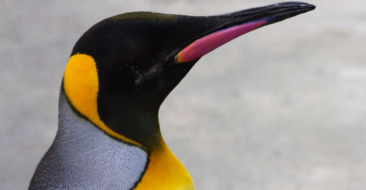 Edinburgh Zoo Entrance Ticket - Key Things to Know Before You Go