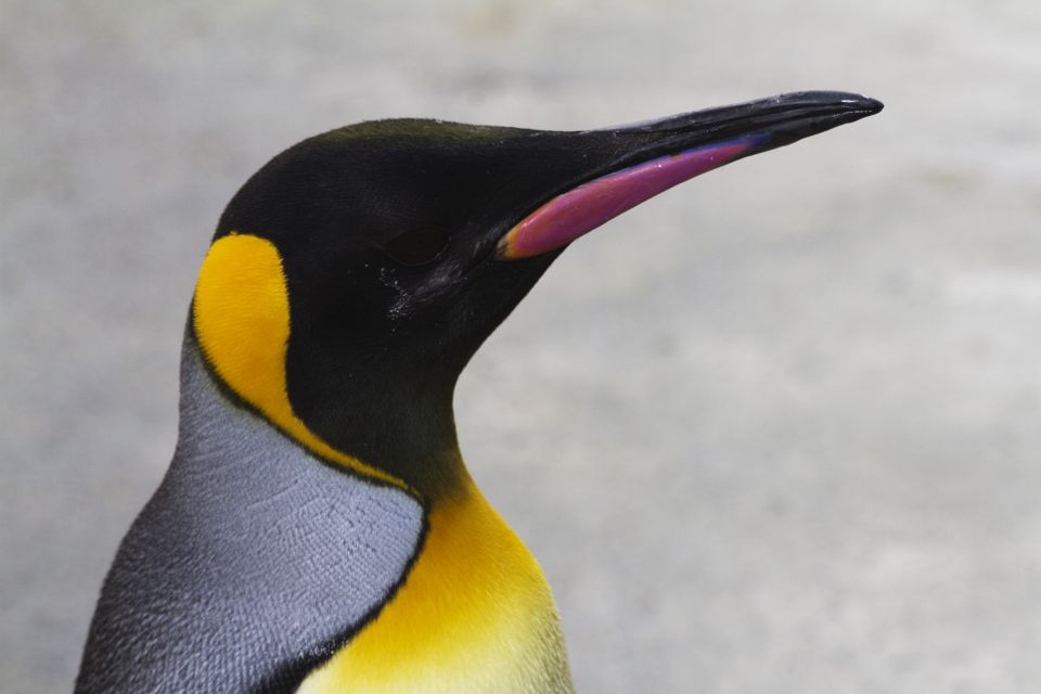 Edinburgh Zoo Entrance Ticket - Edinburgh Zoo Entrance Ticket: What You Get for $36