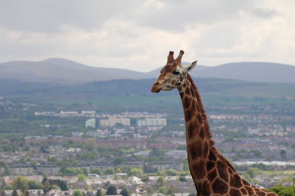 Edinburgh Zoo Entrance Ticket - The Hill Factor: How to Plan a Zoo Day When Everything Is on Slopes