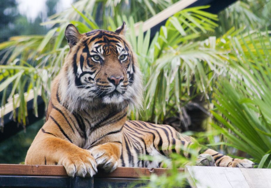 Edinburgh Zoo Entrance Ticket - Penguins, Koalas, and the Iconic Enclosures You’ll Plan Around