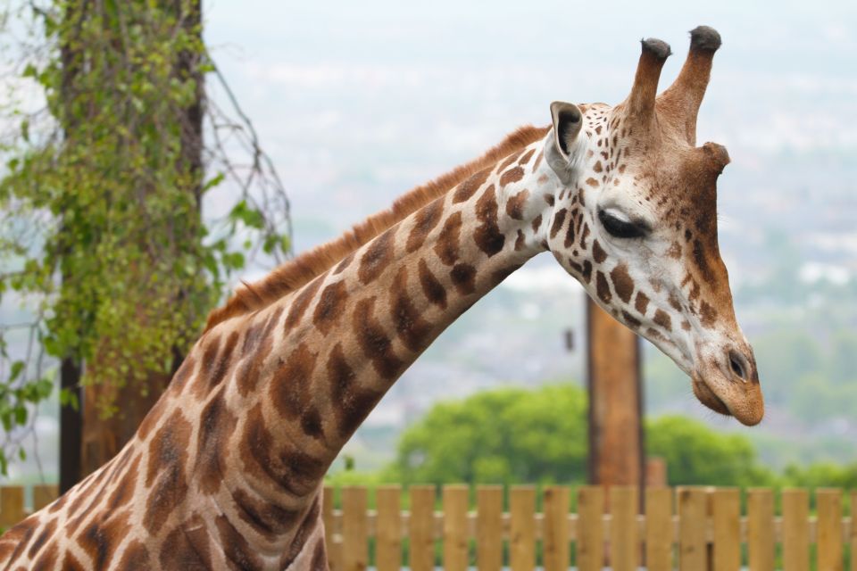 Edinburgh Zoo Entrance Ticket - How Long Should You Stay at Edinburgh Zoo?