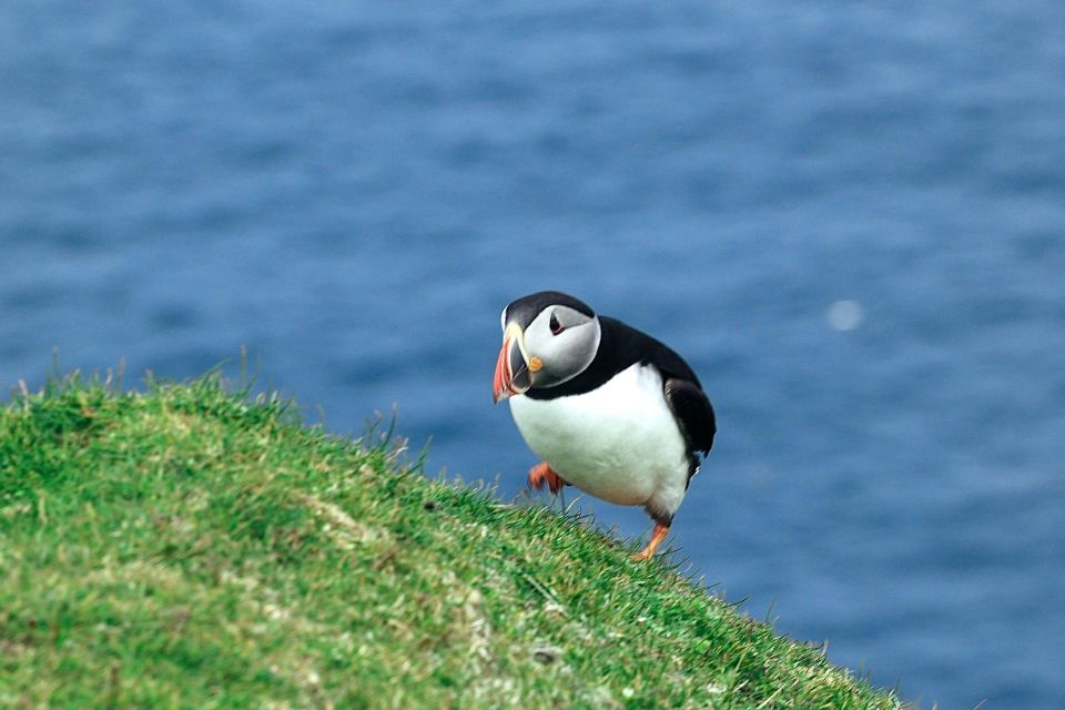 From Edinburgh: 6-Day Shetland & Nothernmost Explorer - Unst’s Hermaness: puffins, Muckle Flugga, and the Viking longhouse trail