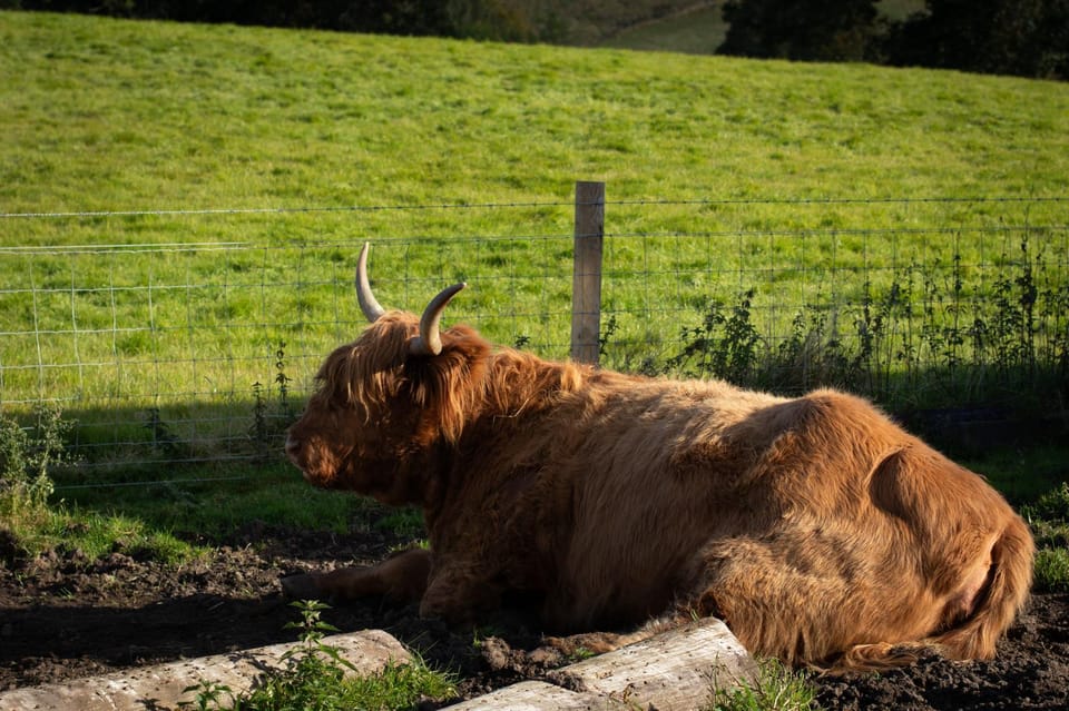From Edinburgh: Loch Ness, Glencoe & Scottish Highlands Tour - If You Choose Cruise and Urquhart Castle: Loch Ness in a More Historical Mode