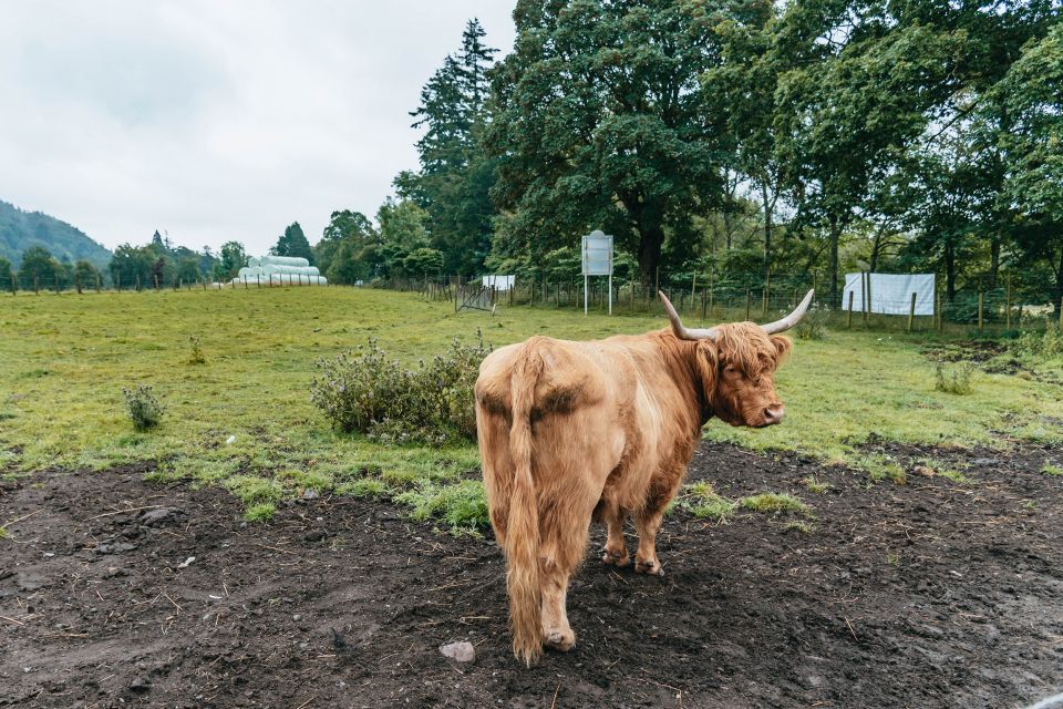 From Edinburgh: Loch Ness, Glenoce & The Highlands Day Tour - Why this 12-hour Highlands tour is good value (even if it’s a full day)
