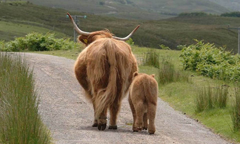 From Edinburgh: Loch Ness & Inverness Tour in Spanish - Riding toward Loch Ness: Ness sightings in real life, not just on posters