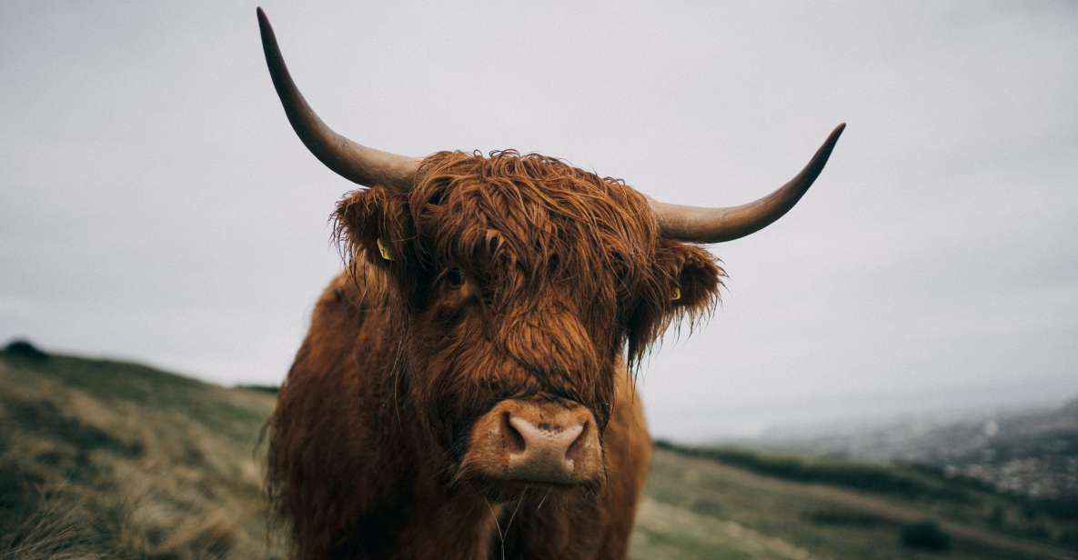 From Edinburgh: Scottish Highlands Full-Day Trip - Aberfeldy distillery and the chocolate finish: culture and a sweet payoff