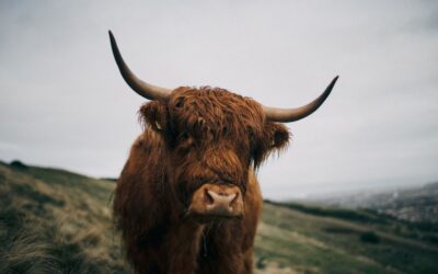 From Edinburgh: Scottish Highlands Full-Day Trip - Getting from Edinburgh in Comfort: the executive car advantage