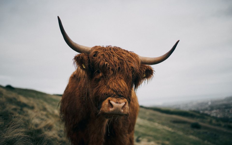 From Edinburgh: Scottish Highlands Full-Day Trip - Getting from Edinburgh in Comfort: the executive car advantage