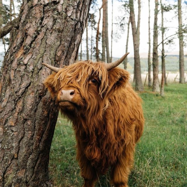From Edinburgh: The Kelpies, Glencoe & Loch Lomond Day Tour - Loch Lomond’s bonnie banks: guided stops and real stories