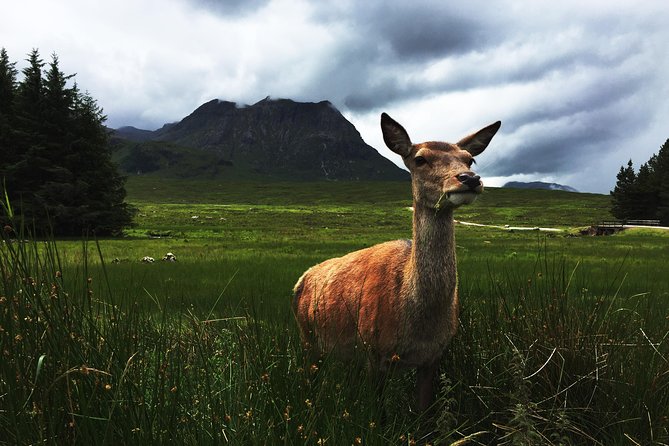 Glencoe & Highlands: Private Land Rover Tour - Rannoch Moor viewpoint options: where the scenery does the talking