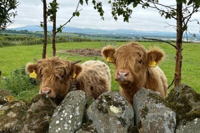 Highland Cows, Walk Alpacas & Scottish Wildlife Centre from Edin. - The drive-by moments: mythological horse statues and a Highlands–Lowlands landmark
