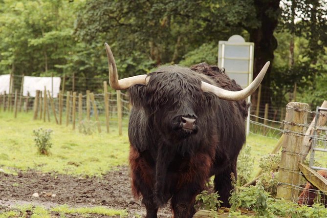Loch Ness, Glencoe and The Scottish Highlands Tour from Edinburgh - Bus Comfort, Headsets, and the Reality of Multilingual Audio
