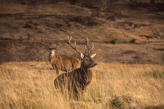 Loch Ness, Scottish Highlands, Glencoe and Pitlochry Tour - Fort William and Ben Nevis: passing the UK’s tallest mountain