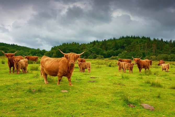 Loch Ness & Urquhart Castle Private Day Tour from Edinburgh - Why a private Loch Ness day from Edinburgh feels worth it