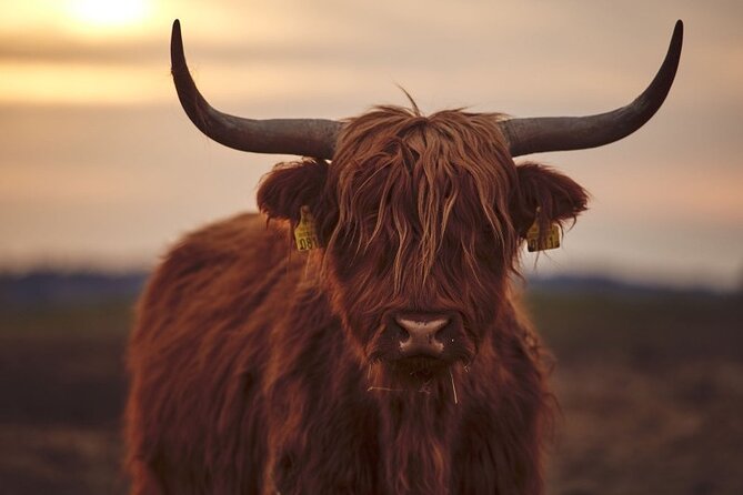 Luxury Private Tour of The Highlands & Loch Ness from Edinburgh - Doune Castle stop: quick time, strong movie-and-medieval payoff