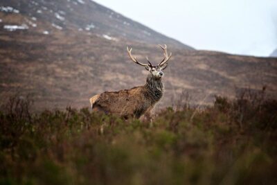 Private Glencoe Driving Tour from Edinburgh - Loch Lubnaig: A Quiet First View Away From the Noise
