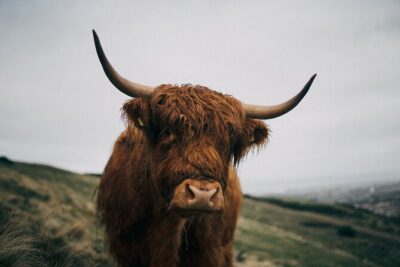 Private Guided Day Tour in Scottish Highlands - Edinburgh Pickup, Then Out Into Storybook Country