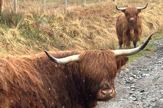 Private Harry Potter, Glenfinnan Viaduct, Highland Edinburgh Tour - Highland Coos: Why the Carrots Stop Matters More Than You Think