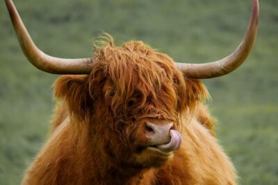 Private Luxury Tour of Loch Lomond, Glencoe & The Highlands - Engineering and icons: Forth Bridges and the Kelpies
