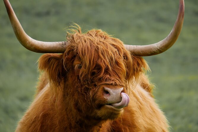 Private Luxury Tour of Loch Lomond, Glencoe & The Highlands - Engineering and icons: Forth Bridges and the Kelpies