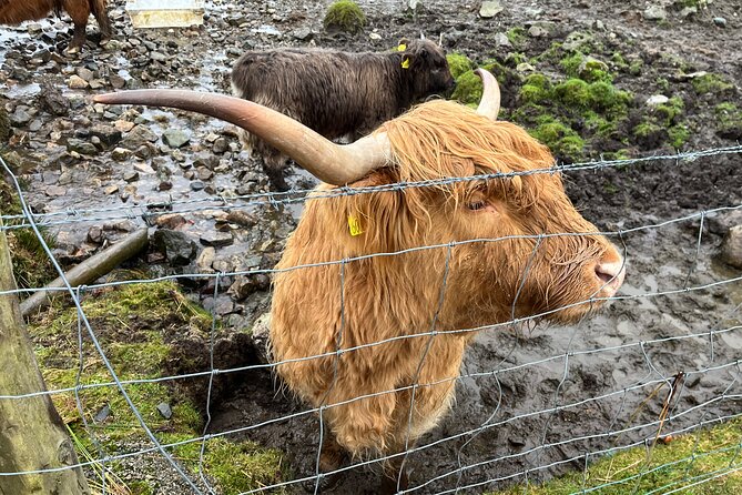 Private Scottish Highlands and Loch Ness Tour from Edinburgh - Private Scottish Highlands and Loch Ness: what you’re really buying