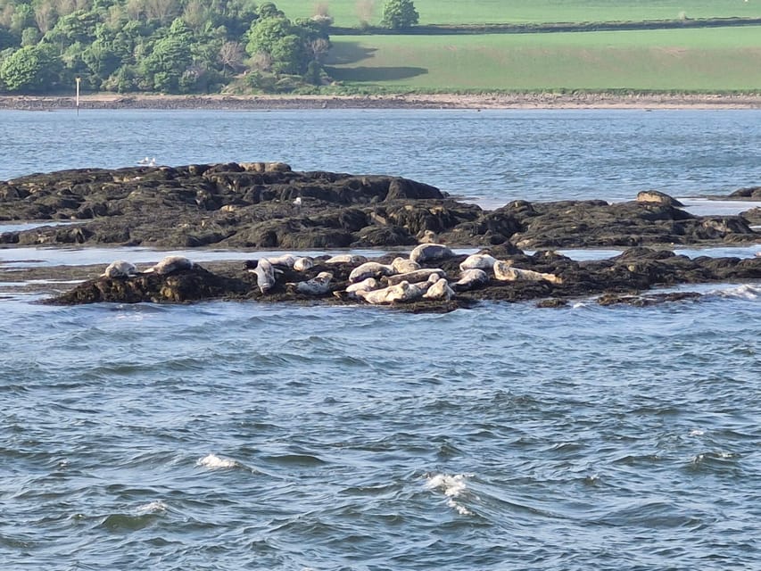 Queensferry: Sightseeing Cruise to Inchcolm Island - Price and value: what the £7 landing fee changes