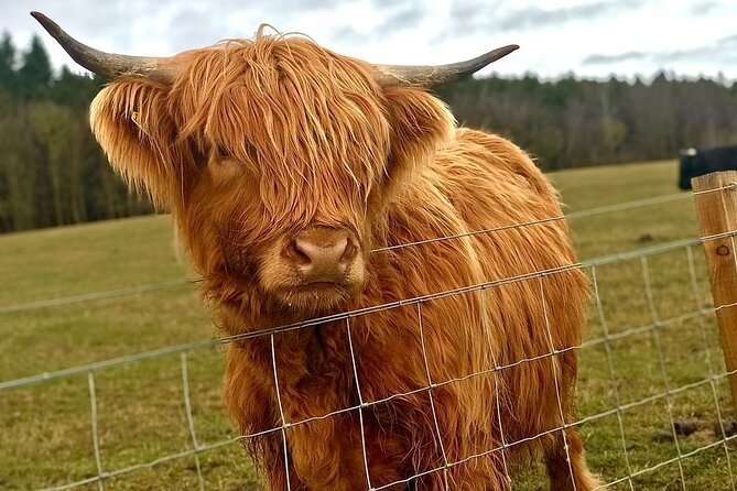 Scone Palace, Nature, Pitlochry, Whisky Experience from Edinburgh - Taste Perthshire: the short stop that’s actually interactive