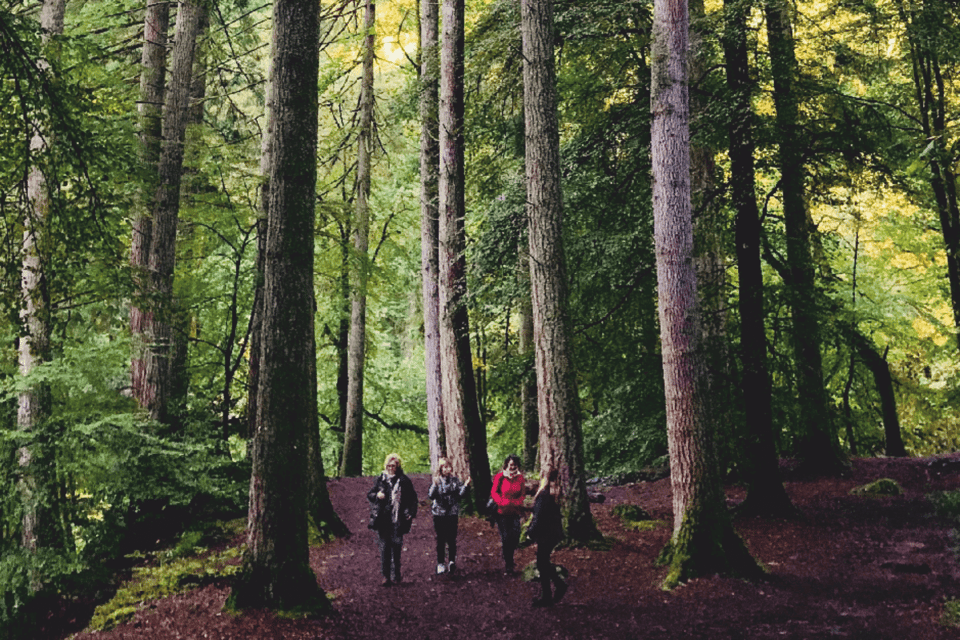 Stirling, Highlands & Destilería desde Edimburgo en español. - Hermitage Forest and the River Braan waterfall walk
