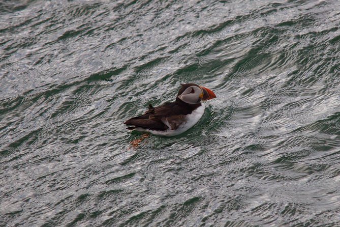 Stunning 90-Minute Firth of Forth Sightseeing Cruise Adventure - Who This Cruise Fits Best (And Who Might Want a Backup Plan)